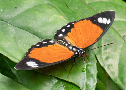 The butterfly Euphaedra ruspina photographed in Ekonjo falls,Cameroon