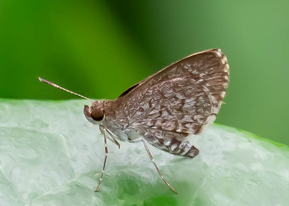 The butterfly Paracleros sp. photographed in Ekonjo falls,Cameroon