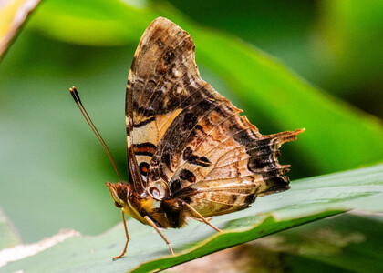 The butterfly Antanartia delius delius photographed in Ekonjo falls,Cameroon