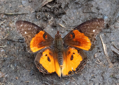 The butterfly Antanartia delius delius photographed in Cameroon