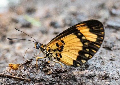 The butterfly Telchinia bonasia photographed in Cameroon