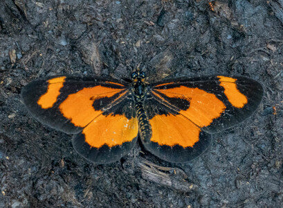 The butterfly Telchinia bonasia photographed in Ekonjo falls,Cameroon