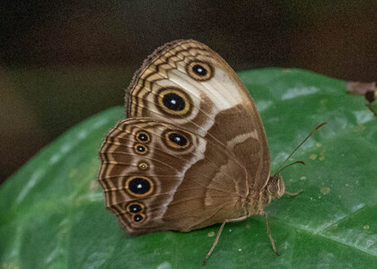 The butterfly Bicyclus xeneas photographed in Ekonjo falls,Cameroon