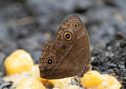 The butterfly Bicyclus xeneas photographed in Cameroon