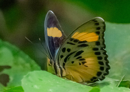 The butterfly Euphaedra ceres electra photographed in Cameroon