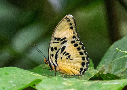 The butterfly Euphaedra ceres electra photographed in Cameroon
