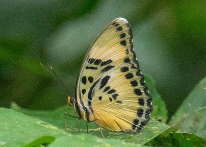 The butterfly Euphaedra ceres electra photographed in Ekonjo falls,Cameroon