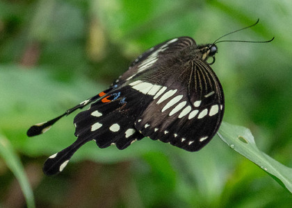 The butterfly Papilio lormieri lormieri photographed in Ekonjo falls,Cameroon