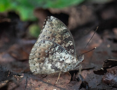 The butterfly Bebearia mandinga photographed in Ekonjo falls,Cameroon