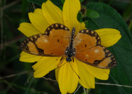 The butterfly Telchinia serena photographed in Cameroon