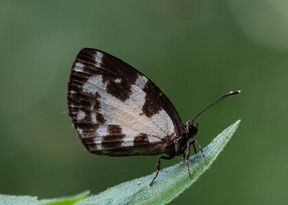 The butterfly Falcuna margarita photographed in Ebogo, Nyong River,Cameroon