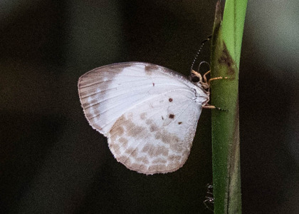 The butterfly Larinopoda tera photographed in Ebogo, Nyong River,Cameroon