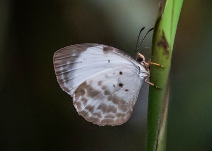 The butterfly Larinopoda tera photographed in Cameroon