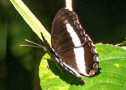 The butterfly Eurytela hiarbas hiarbas photographed in Cameroon