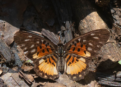 The butterfly Pseudacraea warburgi photographed in Parc de la Méfou,Cameroon