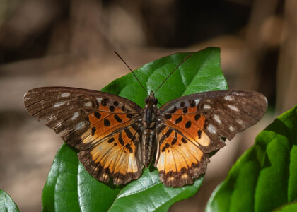 The butterfly Pseudacraea warburgi photographed in Ekonjo falls,Cameroon