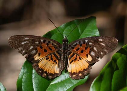 The butterfly Pseudacraea warburgi photographed in Cameroon