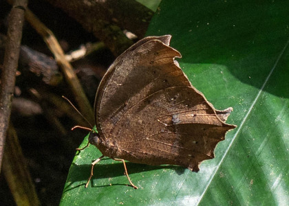 The butterfly Gnophodes chelys photographed in Cameroon