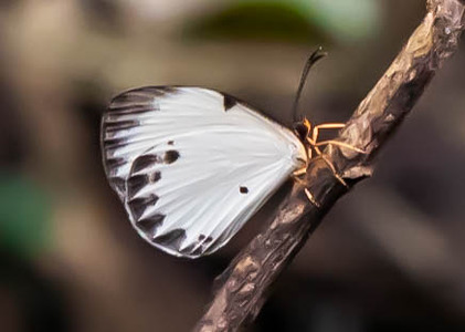 The butterfly Larinopoda lircaea photographed in Parc de la Méfou,Cameroon