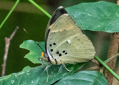 The butterfly Euphaedra medon medon photographed in Parc de la Méfou,Cameroon