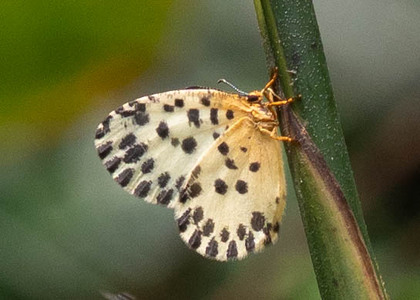 The butterfly Pentila camerunica photographed in Cameroon