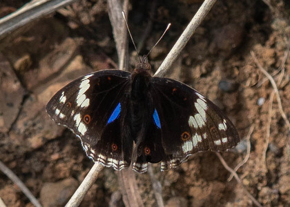 The butterfly Junonia oenone oenone photographed in Parc de la Méfou,Cameroon