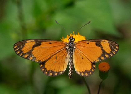 The butterfly Telchinia serena photographed in Cameroon