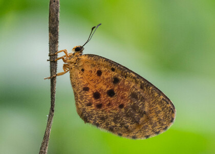 The butterfly Pentila photographed in Cameroon