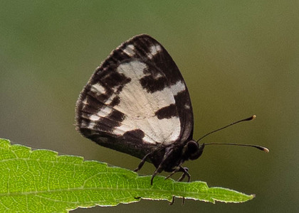 The butterfly Falcuna margarita photographed in Cameroon