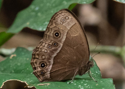 The butterfly Bicyclus safitza safitza photographed in Cameroon