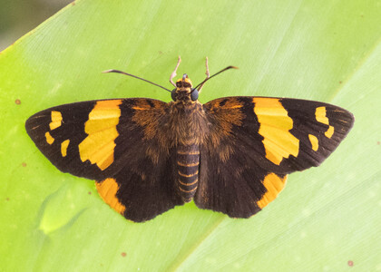 The butterfly Apallaga boadicea photographed in Cameroon