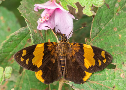 The butterfly Apallaga boadicea photographed in Mengueme trail, Ebogo,Cameroon