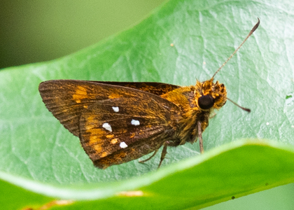 The butterfly Osmodes distincta photographed in Cameroon