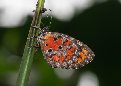 The butterfly Mimeresia libentina isabellae photographed in Cameroon