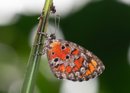 The butterfly Mimeresia libentina isabellae photographed in Mengueme trail, Ebogo,Cameroon