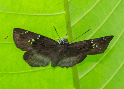 The butterfly Tagiades flesus photographed in Cameroon