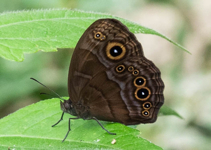 The butterfly Bicyclus safitza safitza photographed in Mengueme trail, Ebogo,Cameroon