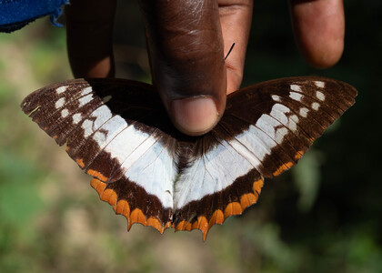 The butterfly Charaxes protoclea protonothodes photographed in Cameroon