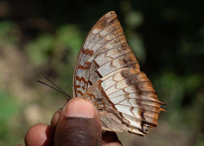The butterfly Charaxes protoclea protonothodes photographed in Mengueme trail, Ebogo, 