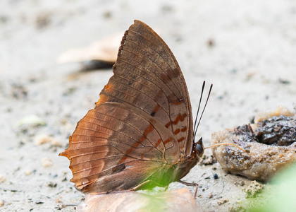 The butterfly Charaxes protoclea protonothodes photographed in Cameroon