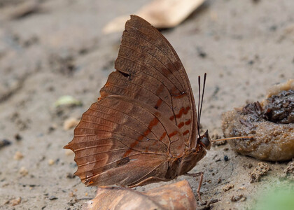 The butterfly Charaxes protoclea protonothodes photographed in Cameroon