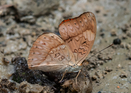 The butterfly Cymothoe coccinata photographed in Cameroon