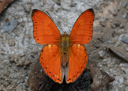 The butterfly Cymothoe coccinata photographed in Cameroon
