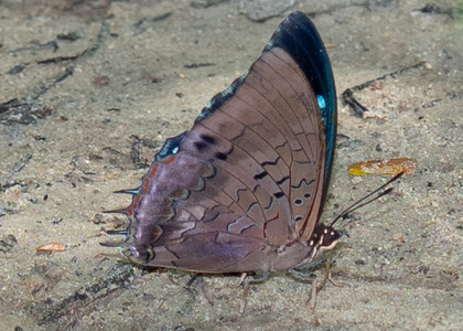 The butterfly Eriboea etheocles biinclinata photographed in Cameroon