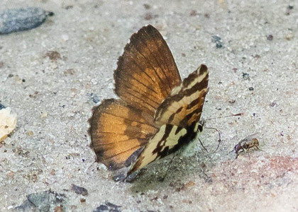 The butterfly Uranothauma falkensteinii photographed in Mengueme trail, Ebogo,Cameroon