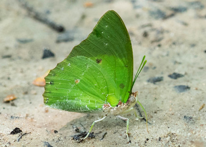 The butterfly Charaxes eupale latimargo photographed in Mengueme trail, Ebogo,Cameroon