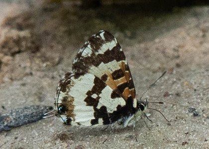 The butterfly Uranothauma falkensteinii photographed in Cameroon