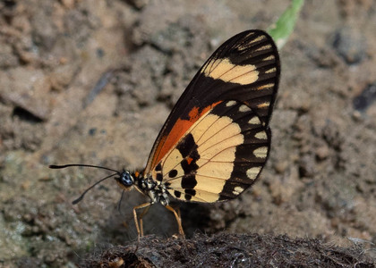 The butterfly Telchinia bonasia photographed in Cameroon