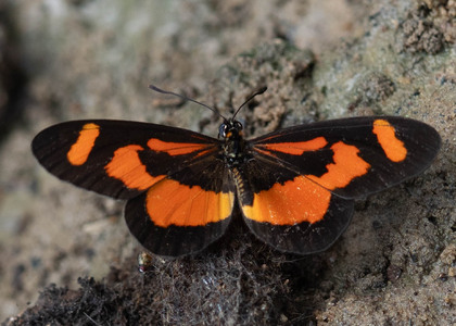 The butterfly Telchinia bonasia photographed in Cameroon
