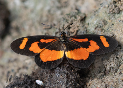 The butterfly Telchinia bonasia photographed in Cameroon